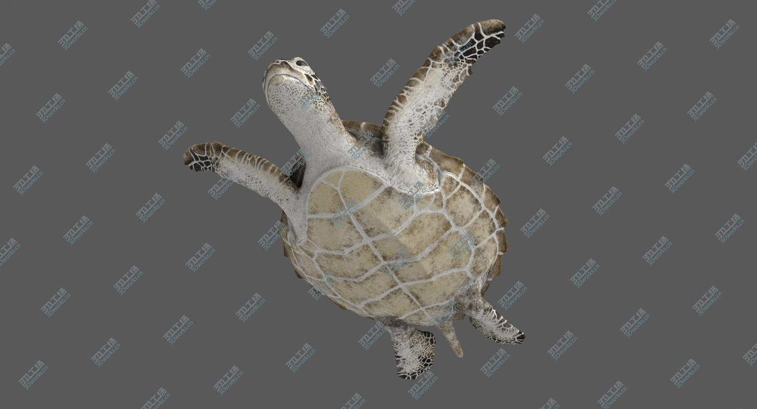 images/goods_img/2021040234/3D model Green Sea Turtle (Animated)/5.jpg